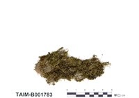 藏品(北方金灰苔)的圖片